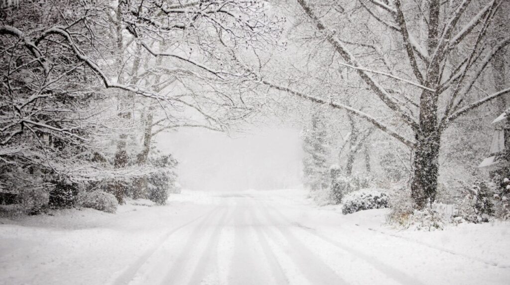 Snow falling on a tree-lined street