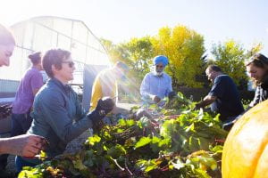 PEople harvesting community garden