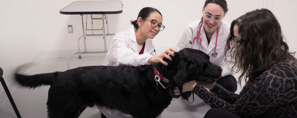 Veterinary Technology students assist a dog in a Simulation Centre.