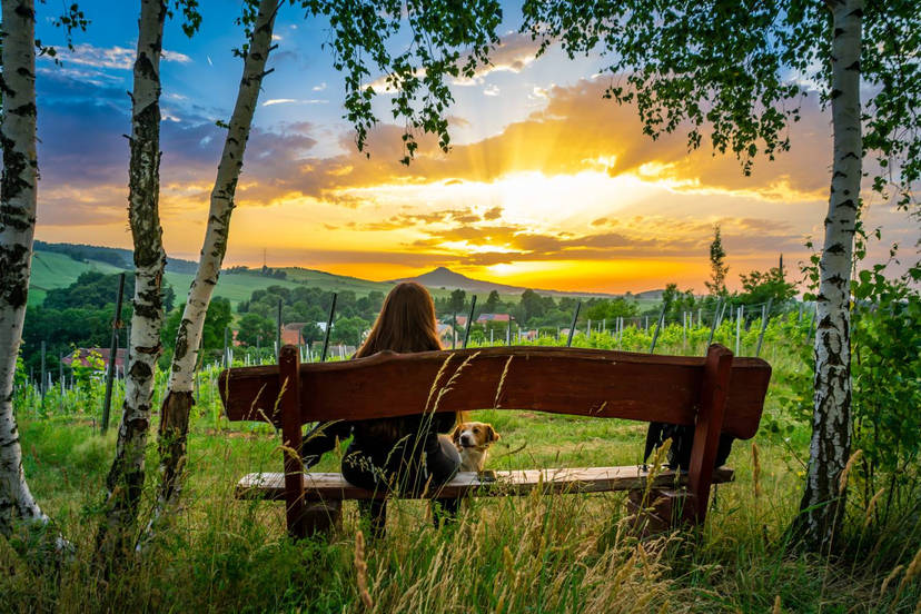 A person sits on a wooden bench with a small dog, watching a vibrant sunset over a peaceful countryside landscape, surrounded by birch trees and grassy fields.